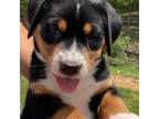 Greater Swiss Mountain Dog Puppy for sale in Fordland, MO, USA