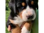 Greater Swiss Mountain Dog Puppy for sale in Fordland, MO, USA
