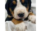 Greater Swiss Mountain Dog Puppy for sale in Fordland, MO, USA