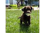 Labrador Retriever Puppy for sale in Lexington, MI, USA
