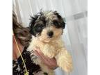 Shih-Poo Puppy for sale in Hampden, MA, USA