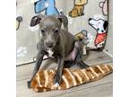 Italian Greyhound Puppy for sale in Willow Springs, MO, USA