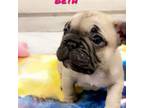 French Bulldog Puppy for sale in Tullahoma, TN, USA