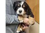 Bernese Mountain Dog Puppy for sale in Iowa City, IA, USA