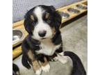 Bernese Mountain Dog Puppy for sale in Iowa City, IA, USA
