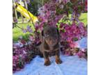 Dachshund Puppy for sale in South Bend, IN, USA
