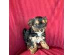 Mutt Puppy for sale in Plymouth, IL, USA