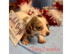 Dachshund Puppy for sale in Brookhaven, MS, USA