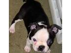 Boston Terrier Puppy for sale in Lake In The Hills, IL, USA