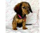 Dachshund Puppy for sale in Brodhead, WI, USA