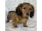 Dachshund Puppy for sale in Brodhead, WI, USA