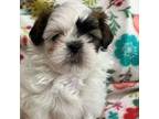 Shih Tzu Puppy for sale in Sarasota, FL, USA