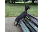 Doberman Pinscher Puppy for sale in Pottstown, PA, USA