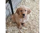 Golden Retriever Puppy for sale in Wausau, WI, USA