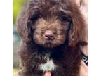 Mutt Puppy for sale in Social Circle, GA, USA