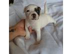 Mutt Puppy for sale in Victorville, CA, USA