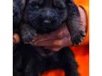 German Shepherd Dog Puppy for sale in Big Rapids, MI, USA