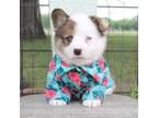 Pembroke Welsh Corgi Puppy for sale in Mabank, TX, USA