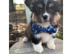 Pembroke Welsh Corgi Puppy for sale in Mabank, TX, USA