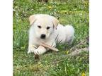 Yellow lab