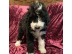 Mutt Puppy for sale in Harding, PA, USA