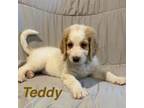 Mutt Puppy for sale in Harding, PA, USA