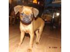 Brussels Griffon Puppy for sale in Berryville, AR, USA