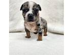 Mutt Puppy for sale in Arthur, IL, USA