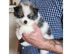 Pomeranian Puppy for sale in New Braunfels, TX, USA