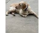Labrador Retriever Puppy for sale in Bakersfield, CA, USA