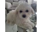 Poodle (Toy) Puppy for sale in Spring, TX, USA