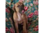 Great Dane Puppy for sale in Kenosha, WI, USA