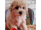 Maltipoo Puppy for sale in Warren, MI, USA