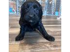 Mutt Puppy for sale in Canton, SD, USA