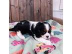 Cavalier King Charles Spaniel Puppy for sale in Lebanon, MO, USA