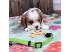 Cavalier King Charles Spaniel Puppy for sale in Lebanon, MO, USA
