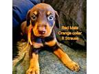 Doberman Pinscher Puppy for sale in Myakka City, FL, USA