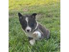 Border Collie Puppy for sale in Stephenville, TX, USA