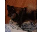 Pomeranian Puppy for sale in Augusta, GA, USA