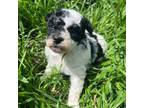 Poodle (Toy) Puppy for sale in Rush Springs, OK, USA