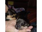 Chihuahua Puppy for sale in Norfolk, VA, USA