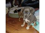 Chihuahua Puppy for sale in Norfolk, VA, USA