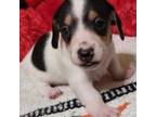 Dachshund Puppy for sale in Little Rock, AR, USA
