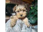Yorkshire Terrier Puppy for sale in Centennial, CO, USA