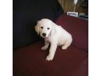 Golden Retriever Puppy for sale in Liberty, KY, USA