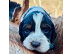 English Springer Spaniel Puppy for sale in Bay City, WI, USA