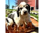 English Springer Spaniel Puppy for sale in Bay City, WI, USA