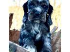 Cocker Spaniel Puppy for sale in Bay City, WI, USA
