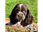 Cocker Spaniel Puppy for sale in Bay City, WI, USA