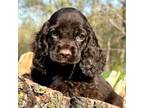 Cocker Spaniel Puppy for sale in Bay City, WI, USA